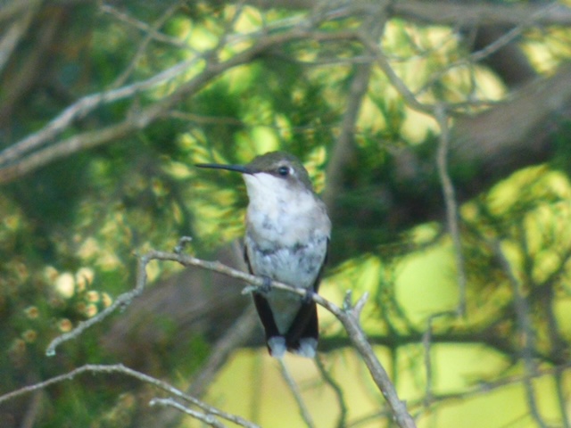 Prudie the Hummingbird